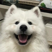 ไวท์🐺