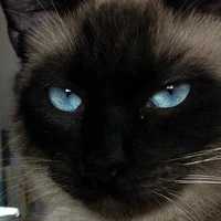 tomioka versão gato