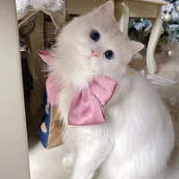 น.อ(ร่างแมว😼)