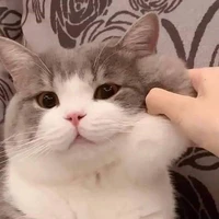 มิว😺(แมวน.อ)
