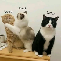 Trio wek wek