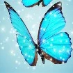 Butterflys