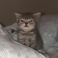 🐈GATO🐈(autora)