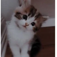 Noah gato