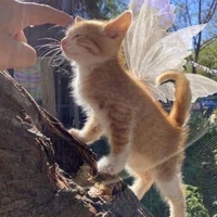 𝐀𝐔𝐓𝐎𝐑𝐄