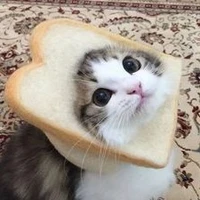 🐈GATO🐈 (autor)