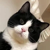 Perla (gata de Izuku)