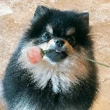 Yeontan