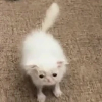 Ayudante