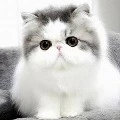 แมวโซฟี