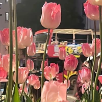 แอคที่ชอบดอกทิวลิปอ่ะ💐