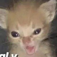 GATO