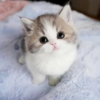 มิน (😽)
