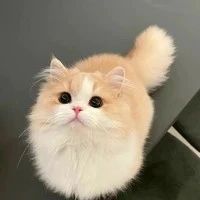 ปุ๊กดิ๊ก(ร่างแมว+นางเอก)🐱