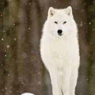 Axel*lobo de jk*