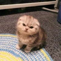 criadora!
