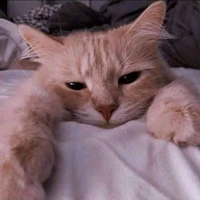 author (ENGENE × ARMY)