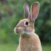 Rabbit