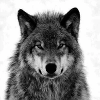 lobo de chan