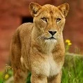 Lioness(Bingbing)