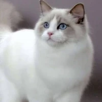 ระบบ(ร่างแมว)