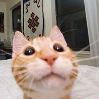 🐈 GATO 🐈 (autor)