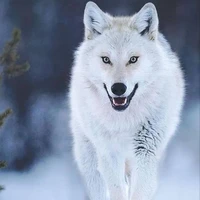 Lobo O.P