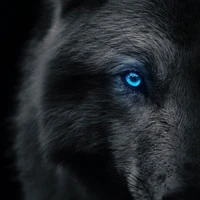 Lobo A.D