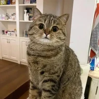 ไออุ่น[แมวนอ.]