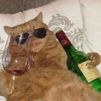 Random ass cat