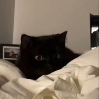 แมว:หลงทาง