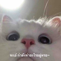 ทาโร่