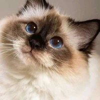 Amora/gatita