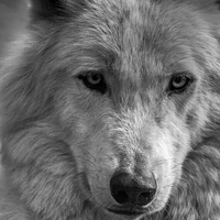 numo(lobo de nam )