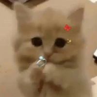 เเอด