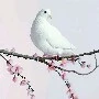 chi chi(chim đưa thư của yukiko)