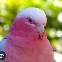 นก2
