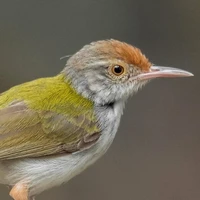 นก4