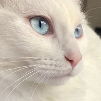 °Kiten°