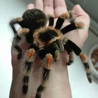 Anansi