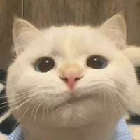 เเมวบอส