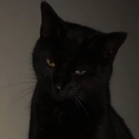 kitty