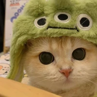 อาร์มี่//แมวน.อ
