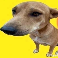 เเอด