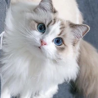 Han ( MC cat)