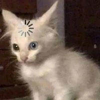 😸😴ไรท์แมวมึน😸😴