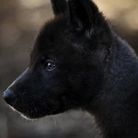 [Cachorro/L]
