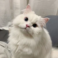 kucing