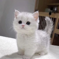 marry /fl pet