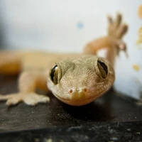 Tokek (Toka)